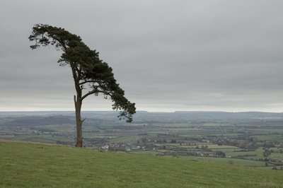 Fine Art Print of Rolling fields with tree, Devon, UK by Assaf Frank