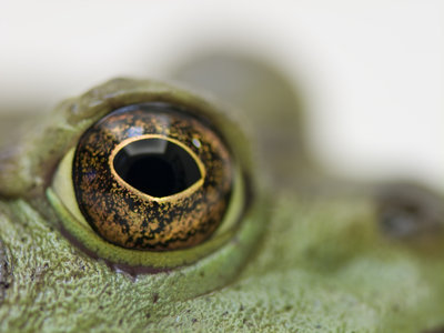 Fine Art Print of A Lucky Frog - Eye by Assaf Frank