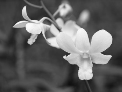 Fine Art Print of Malaysia, Close-up of Orchid flowers by Assaf Frank