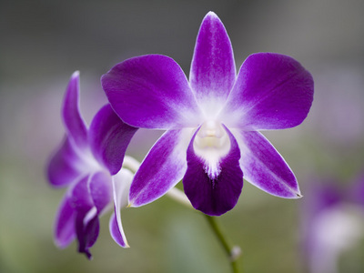 Fine Art Print of Purple Orchid by Assaf Frank