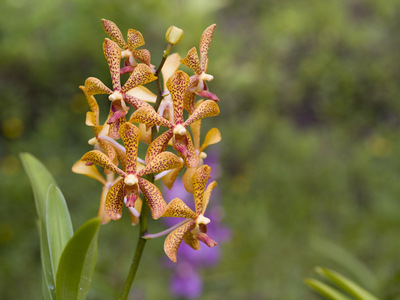 Fine Art Print of Orange Burst Orchid by Assaf Frank