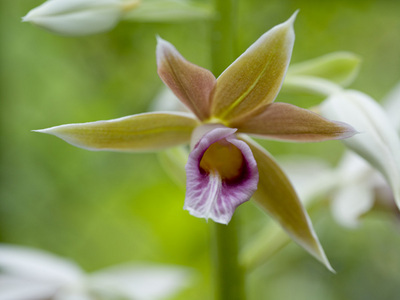 Fine Art Print of Malaysia Star Orchid by Assaf Frank