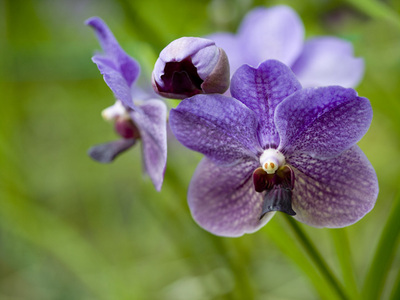 Fine Art Print of Lavender Purple Orchid by Assaf Frank