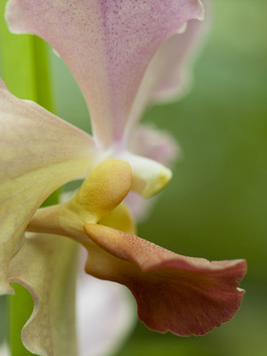 Fine Art Print of Abstract Orchid by Assaf Frank