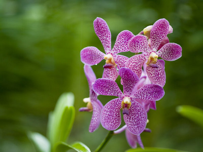 Fine Art Print of Dapple Pink Orchid by Assaf Frank