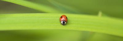 Fine Art Print of A Ladybird on a Leaf by Assaf Frank