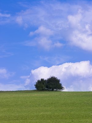 Fine Art Print of Tree on hill against blue skies by Assaf Frank