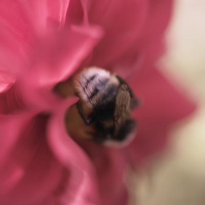 Fine Art Print of Bee in a Flower by Assaf Frank