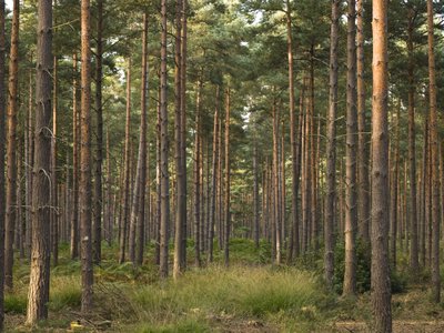 Fine Art Print of Berkshire, Pine trees in forest by Assaf Frank