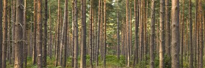 Fine Art Print of Pine tree trunks by Assaf Frank