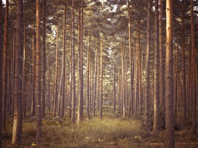Fine Art Print of Berkshire, Pine trees in forest by Assaf Frank