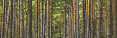 Fine Art Print of Swinley Forest Woods by Assaf Frank