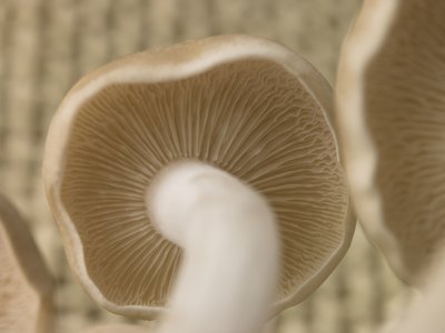 Fine Art Print of Close-up of mushroom by Assaf Frank