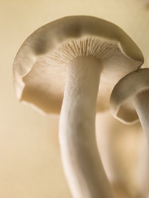 Fine Art Print of Close-up of mushroom by Assaf Frank