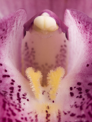 Fine Art Print of Orchid Mouth by Assaf Frank