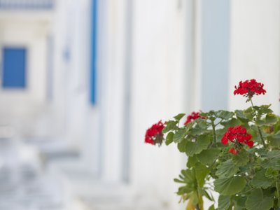 Fine Art Print of Close-up of potted plant Old Town,Cyclades Islands, Greece, Mykonos by Assaf Frank