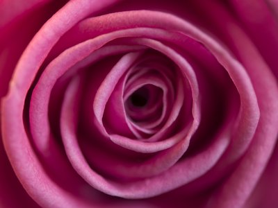 Fine Art Print of Pink rose, close-up by Assaf Frank