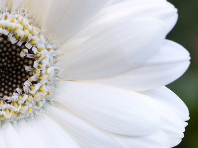 Fine Art Print of Close-up of white gerbera by Assaf Frank