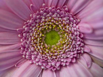 Fine Art Print of Close-up of pink gerbera by Assaf Frank