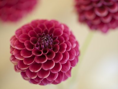 Fine Art Print of Close-up of pink dahlia flower by Assaf Frank