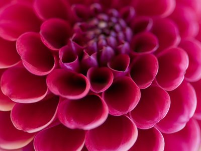 Fine Art Print of Close-up of pink dahlia flower, full frame by Assaf Frank