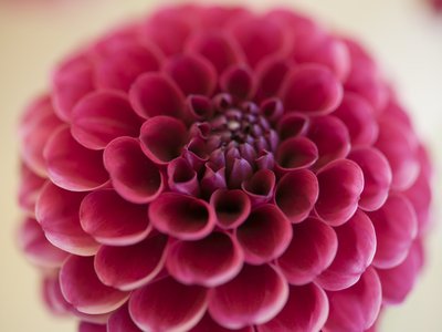 Fine Art Print of Close-up of dahlia flower, full frame by Assaf Frank