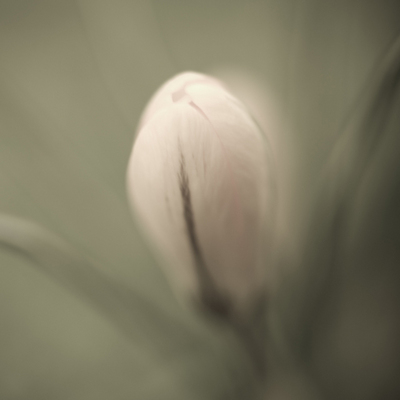 Crocus in the Garden Poster Art Print by Assaf Frank