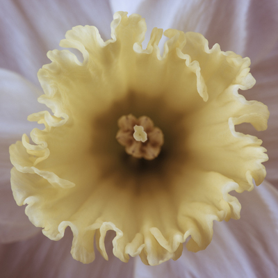 Fine Art Print of Daffodil Central by Assaf Frank
