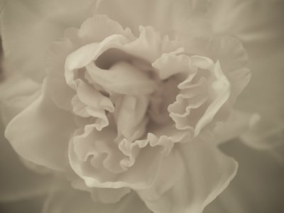 Fine Art Print of Daffodil flower, close-up by Assaf Frank