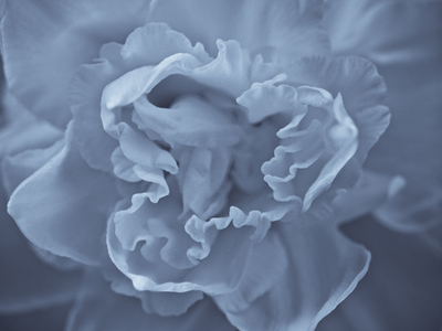 Fine Art Print of Folded Daffodil Flower by Assaf Frank