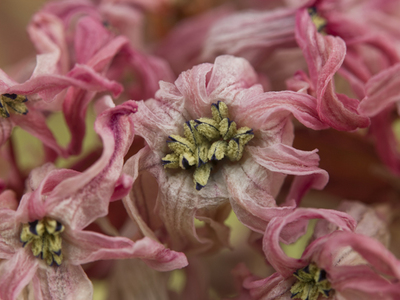 Fine Art Print of Hyacinth Flower Close-up by Assaf Frank