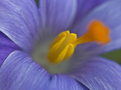 Fine Art Print of Close-up of purple crocus by Assaf Frank