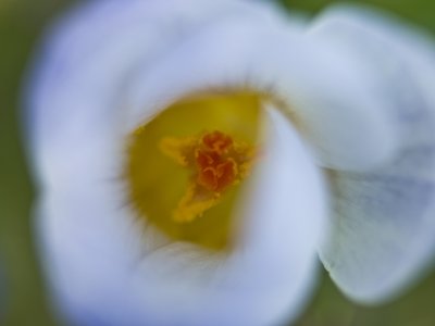 Fine Art Print of Close-up of light blue Crocus flower by Assaf Frank