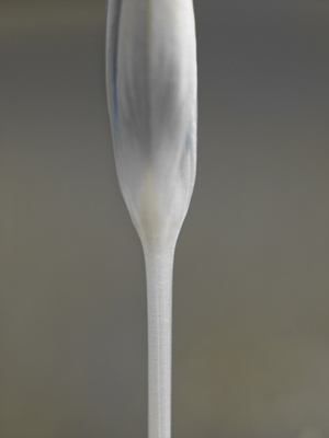 Fine Art Print of Crocus Champagne Glass by Assaf Frank