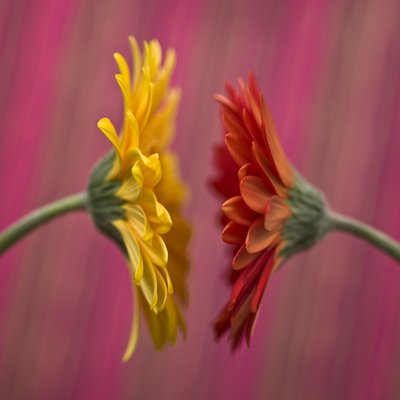 Fine Art Print of Close-up of Gerbera daisy on patterned background by Assaf Frank