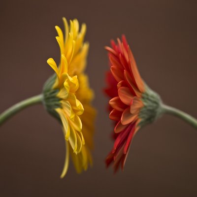 Fine Art Print of Close-up of Gerbera daisy by Assaf Frank