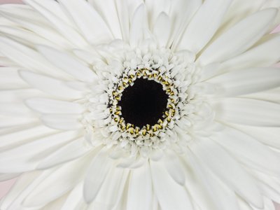 Fine Art Print of White Gerber Daisy, Close-up, Full frame by Assaf Frank