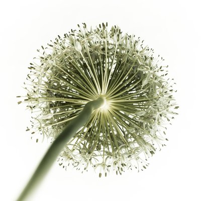 Fine Art Print of Green allium flower, close-up by Assaf Frank