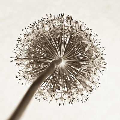Fine Art Print of Allium flower, close-up by Assaf Frank