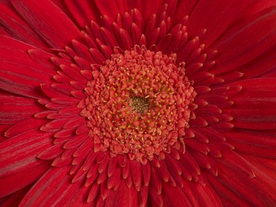 Fine Art Print of Red Gerber Daisy, Close-up, Full frame by Assaf Frank
