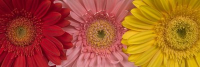 Fine Art Print of Gerber Daisy Flower, Close-up, Full frame by Assaf Frank