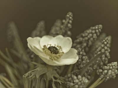 Fine Art Print of Close-up of anemone flower by Assaf Frank