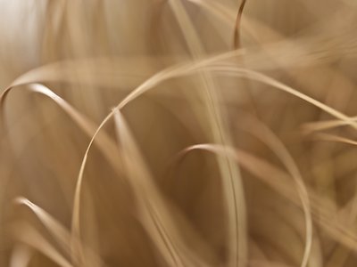 Fine Art Print of Close-up of carex comans by Assaf Frank