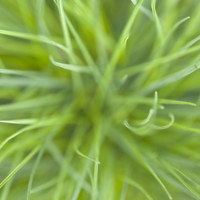 Fine Art Print of Close-up of festuca glauca by Assaf Frank