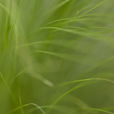 Fine Art Print of Close-up of spita tenuifolia by Assaf Frank