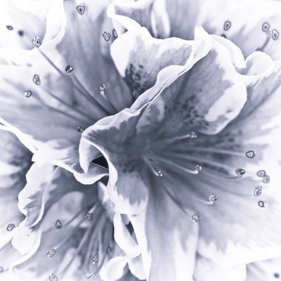 Fine Art Print of Close-up of azalea flower, full frame by Assaf Frank