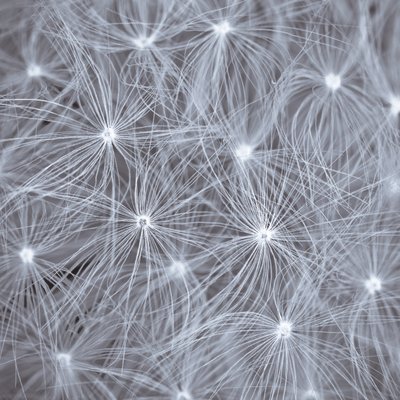 Fine Art Print of Close-up of dandelion clock by Assaf Frank