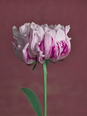 Fine Art Print of White pink Peony flower, close-up by Assaf Frank