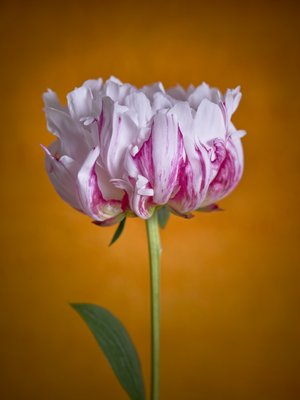 Fine Art Print of Pink Peony flower, close-up by Assaf Frank