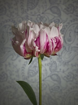 Fine Art Print of Peony flower, close-up by Assaf Frank